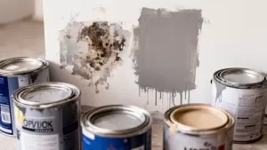 Jaka farba najlepiej kryje ściany