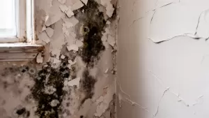 Tynk renowacyjny na wilgotne ściany